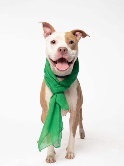 Photo of Cuddles, adoptable dog in Atlanta, Georgia