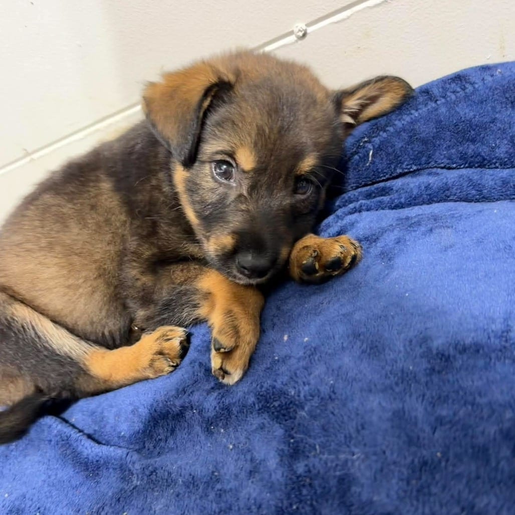 Photo of Blender, adoptable Mixed Breed (Medium) in Buffalo, Minnesota