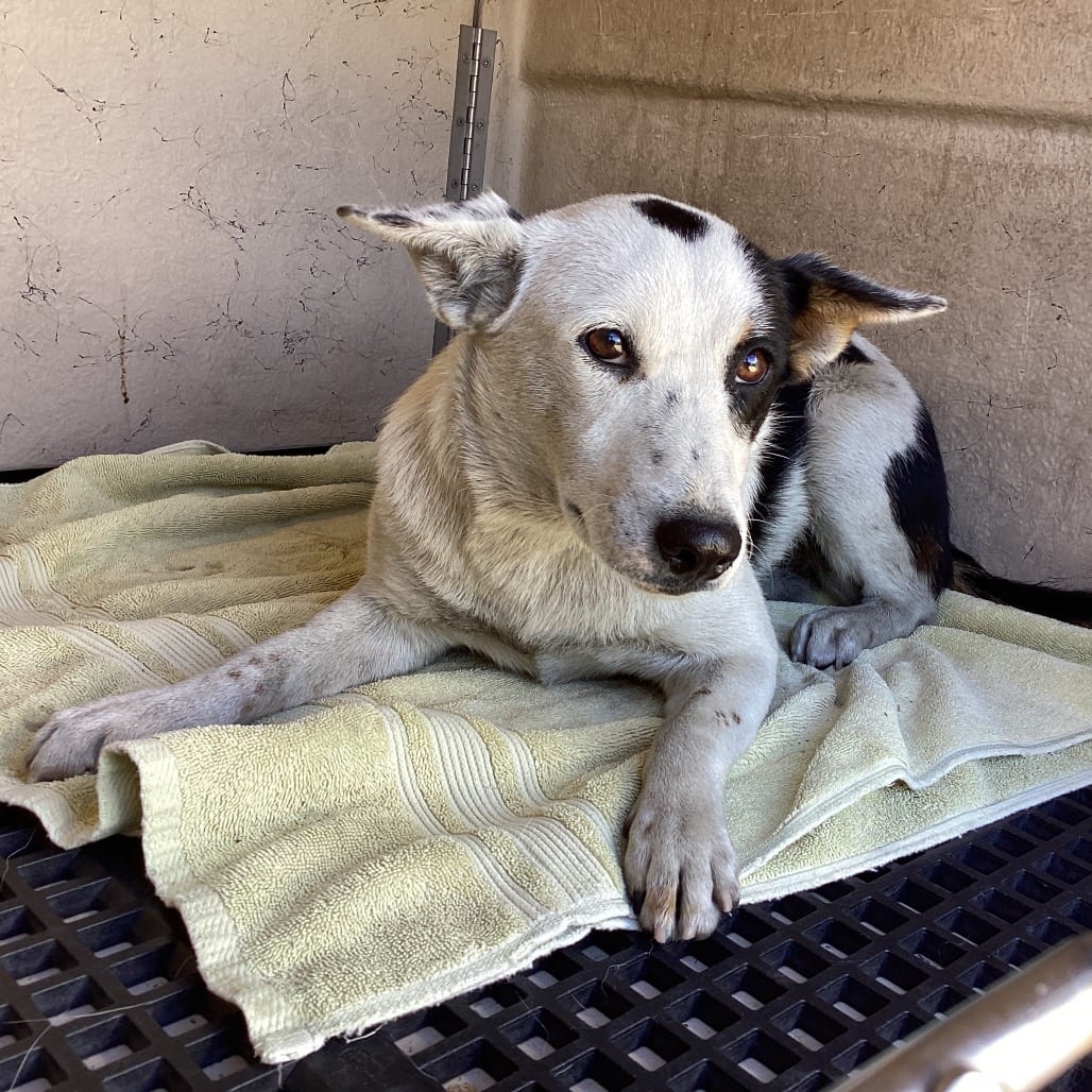 Photo of Minnie - Chino Hills Location, adoptable Cattle Dog / Mixed Breed (Medium)