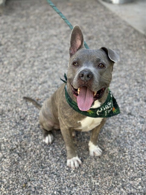 Photo of Ronald, adoptable Staffordshire Bull Terrier in Mesa, Arizona