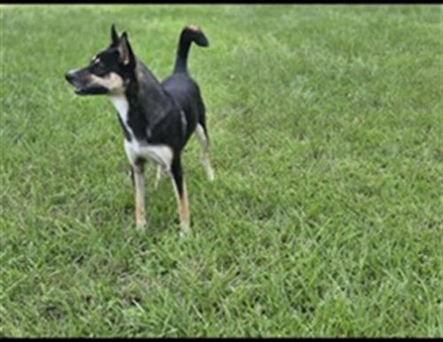 Photo of Charlotte, adoptable Siberian Husky in Conroe, Texas