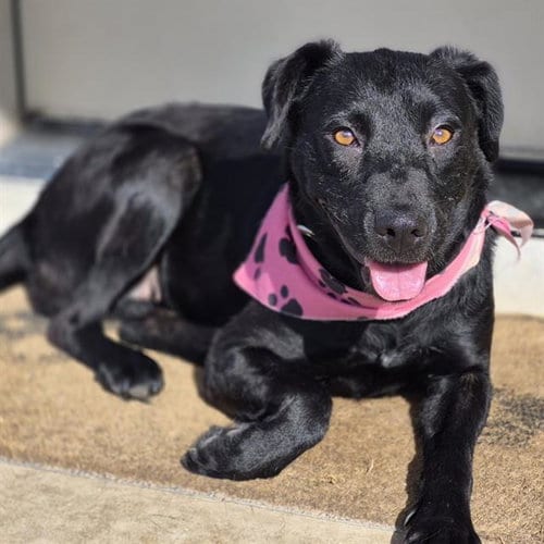 Photo of Hope, adoptable Labrador Retriever in San Antonio, Texas