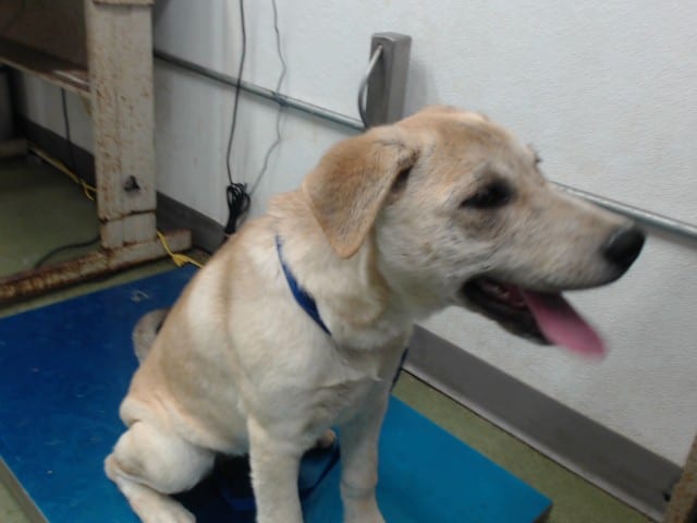 Photo of Senior Labrador Retriever, adoptable Labrador Retriever in Devore, California