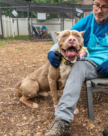 Photo of Koa, adoptable dog in Chamblee, Georgia