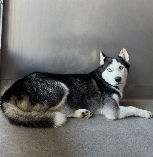 Photo of Croissant, adoptable Siberian Husky in San Bernardino, California