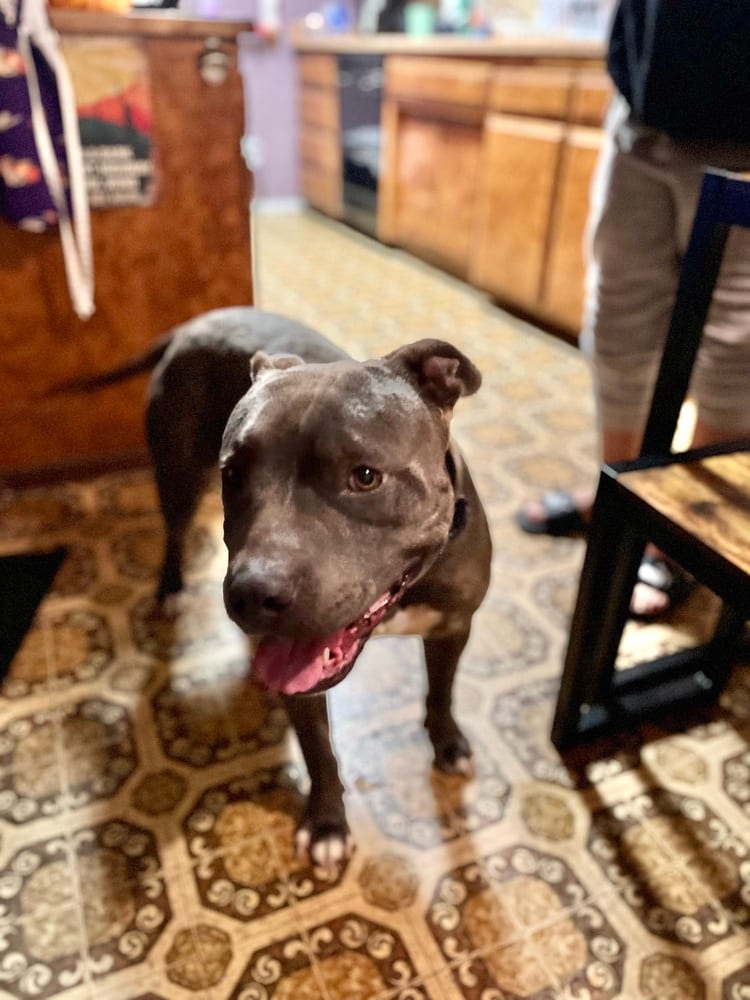 Photo of Lucky, adoptable American Pit Bull Terrier in Dana Point, California