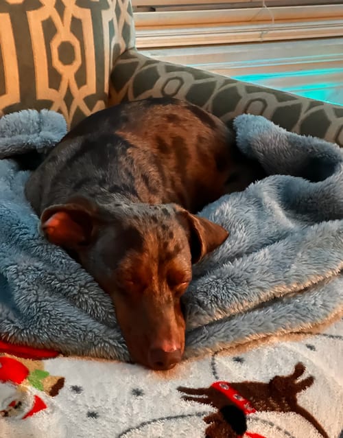 Photo of Eddie, adoptable Dachshund in Weston, Florida