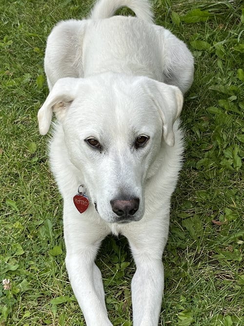 Photo of Savannah, adoptable Great Pyrenees in Bountiful, Utah