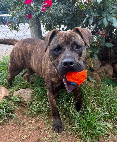 Photo of Axel, adoptable Pit Bull Terrier in Carrollton, Georgia