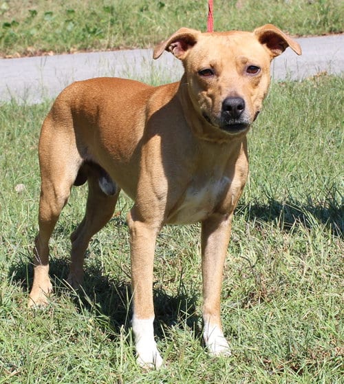 Photo of Johnny Cash 44388, adoptable Mountain Cur in Prattville, Alabama