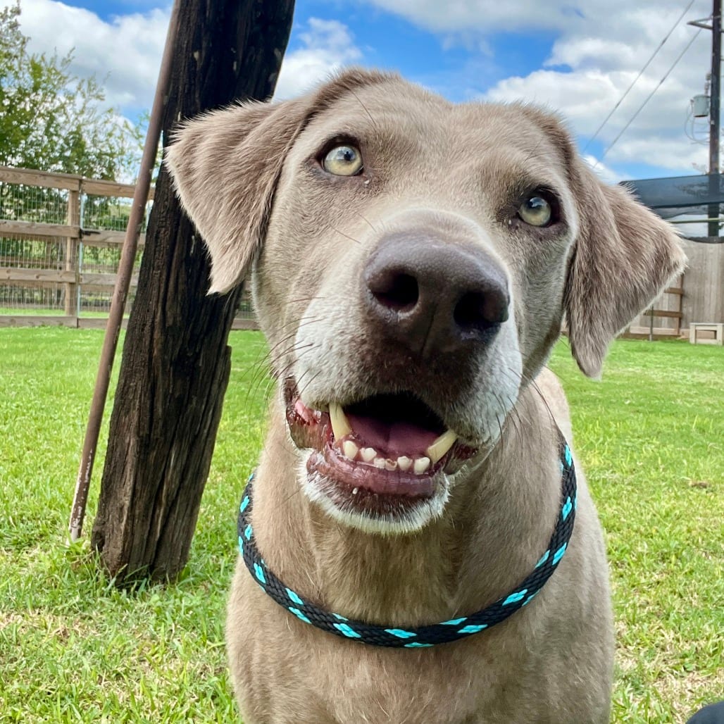 Photo of Madame Carp, adoptable Weimaraner in Houston, Texas