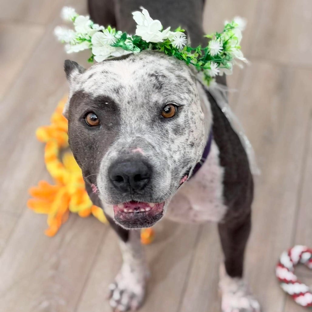 Photo of Marge, adoptable Terrier, American Staffordshire / Mixed Breed (Medium) in Whitestone, New York