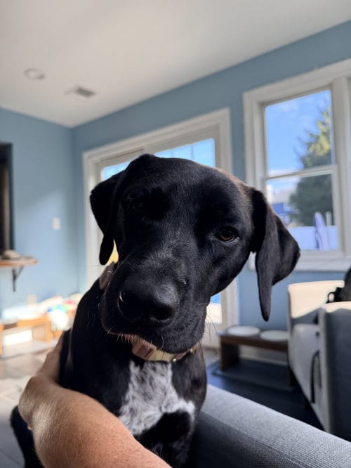 Photo of Susie (Siobhan), adoptable Unknown breed (short coat) in Morganville, New Jersey