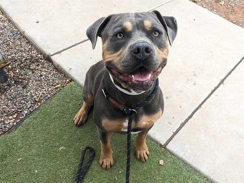 Photo of Zeus, adoptable American Pit Bull Terrier in Phoenix, Arizona