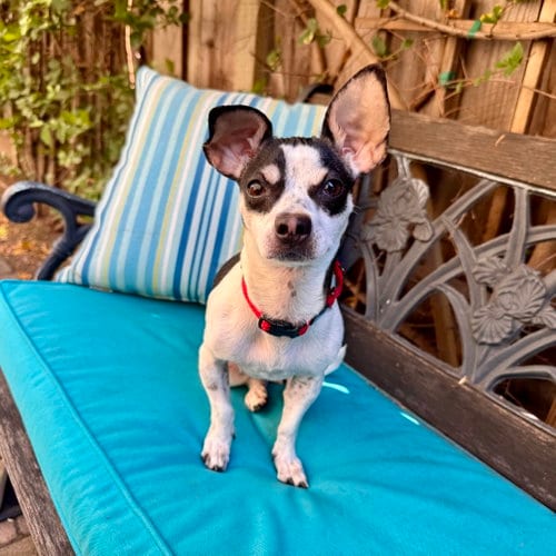 Photo of Dottie, adoptable Chihuahua in Santa Clara, California