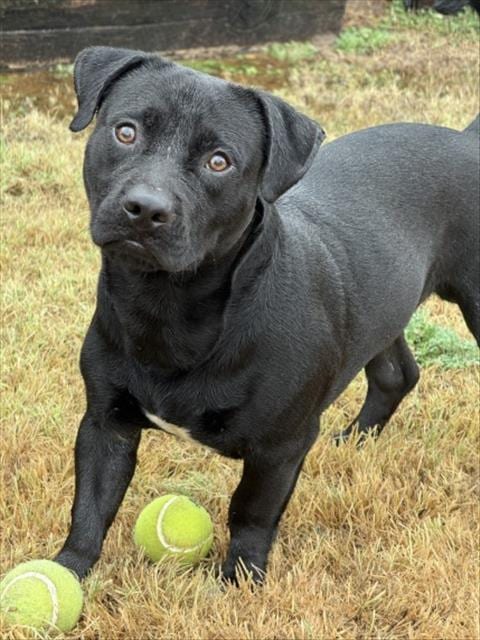 Photo of Fat Fat, adoptable Labrador Retriever in Killeen, Texas