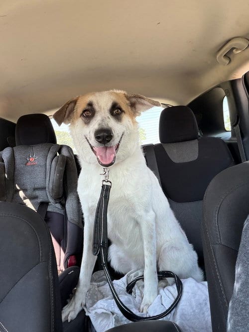 Photo of Sweet Pea, adoptable Great Pyrenees in Vail, Arizona