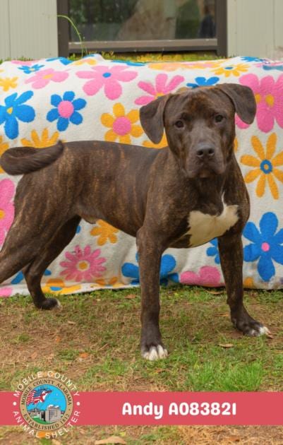 Photo of Andy, adoptable Hound in Mobile, Alabama