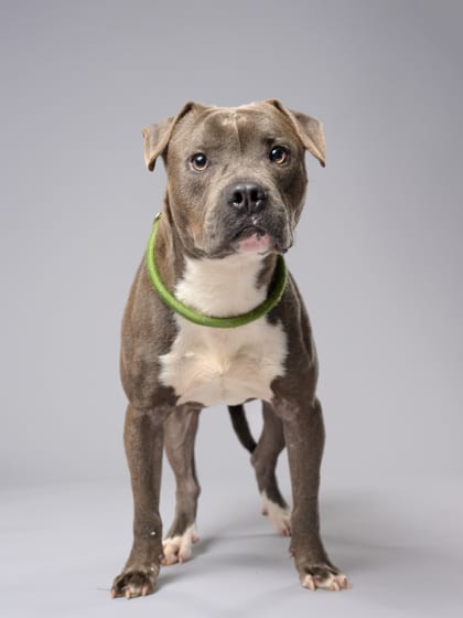 Photo of Hudson Bay, adoptable dog in Atlanta, Georgia