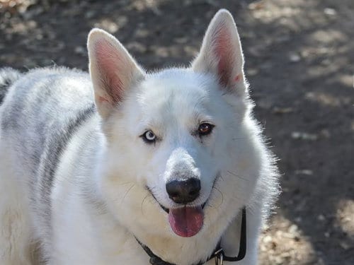 Photo of Gigantor, adoptable Siberian Husky in Martinez, California