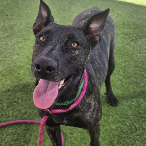 Photo of Barbie, adoptable Dutch Shepherd in Phoenix, Arizona
