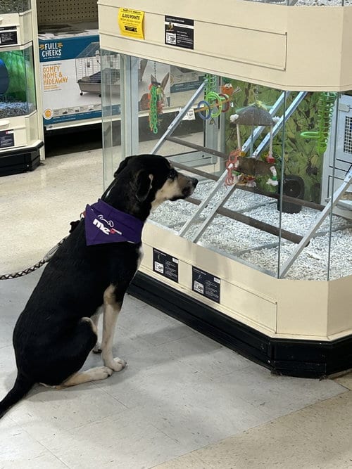 Photo of Angel, adoptable Shepherd in Mobile, Alabama