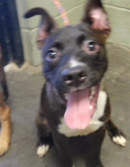 Photo of Olivia, adoptable Belgian Shepherd Malinois in Tulsa, Oklahoma