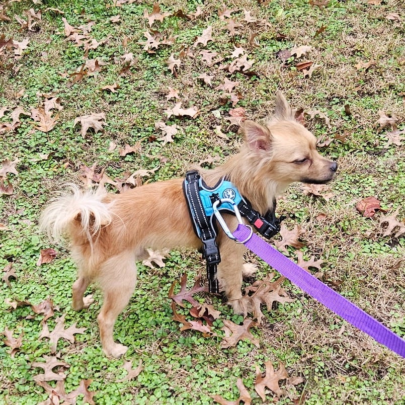 Photo of Stewie, adoptable Mixed Breed (Small) in Maryland, Maryland