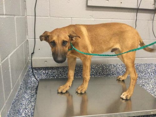 Photo of Locke, adoptable Belgian Shepherd Malinois in Thousand Palms, California
