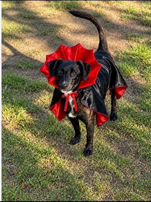 Photo of Reece, adoptable Terrier in Mooresville, North Carolina