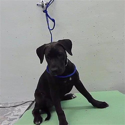 Photo of A2102611, adoptable Labrador Retriever in Houston, Texas