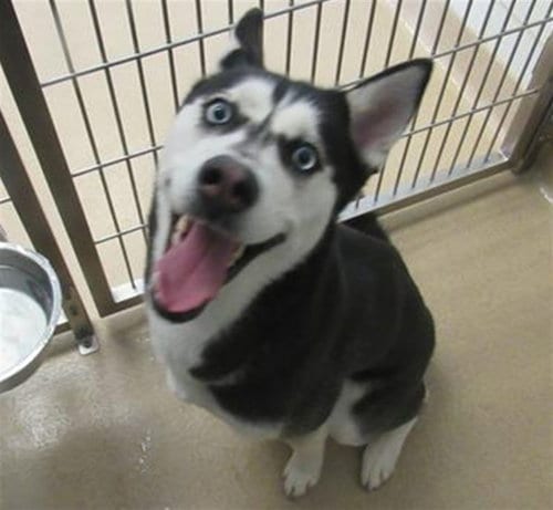 Photo of Neoma, adoptable Siberian Husky in Derwood, Maryland