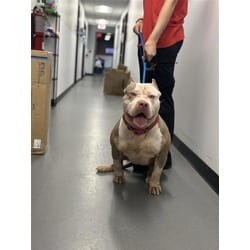 Photo of Empress, adoptable Mixed Breed (Medium) in Georgetown, Delaware