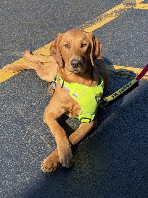 Photo of Wishbone, adoptable Labrador Retriever in Jackson Township, New Jersey