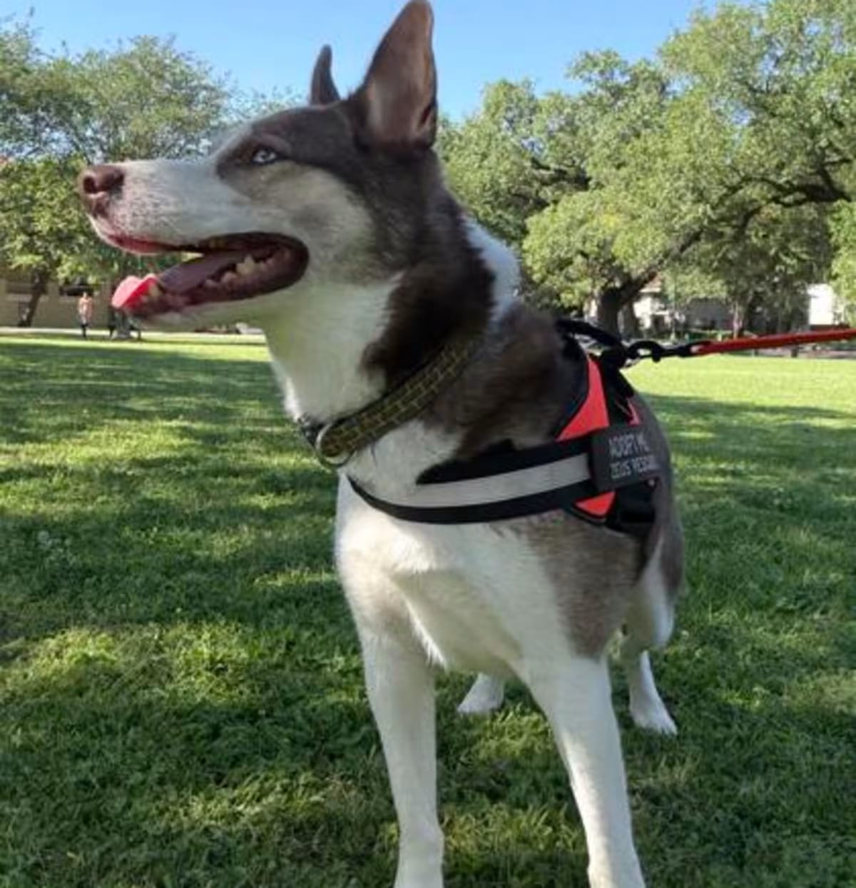 Photo of Wiley, adoptable Husky in New Orleans, Louisiana