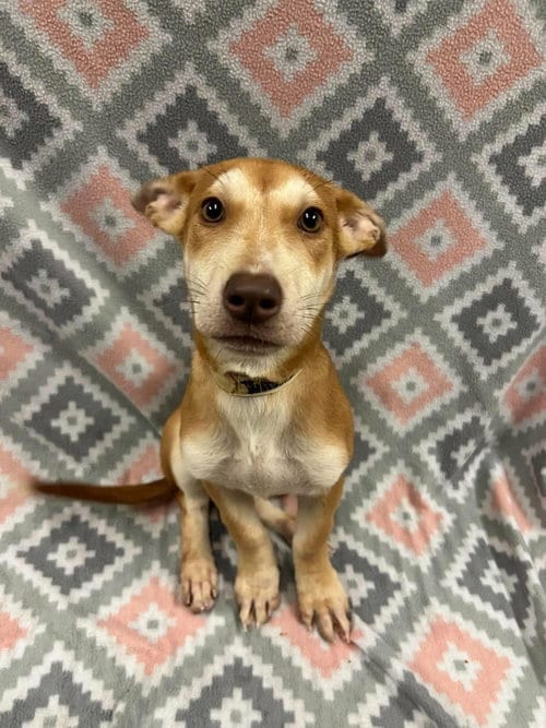 Photo of Jolene, adoptable Shepherd in Rockwall, Texas