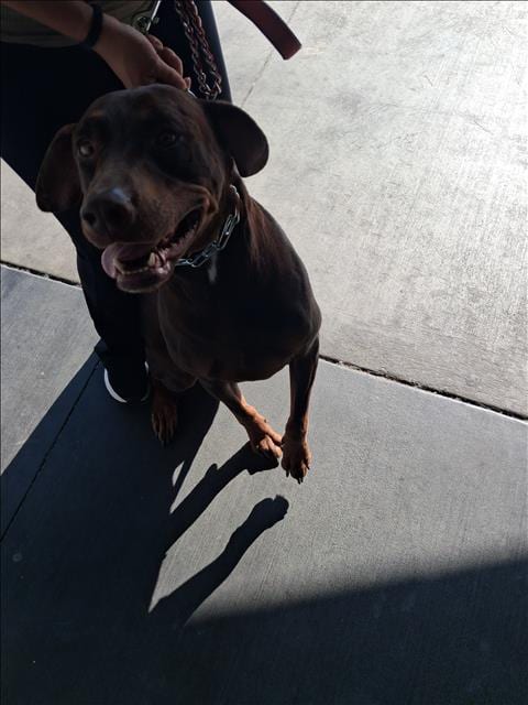 Photo of Bella, adoptable Doberman Pinscher in Los Angeles, California