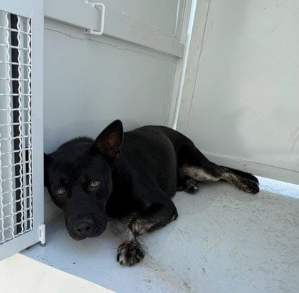 Photo of Ernesto, adoptable Australian Kelpie in Chatsworth, California