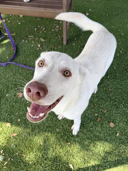 Photo of Violet, adoptable Siberian Husky in Santa Barbara, California