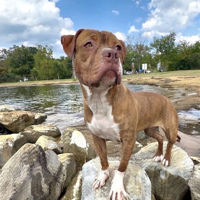 Photo of Sox, adoptable Terrier, American Pit Bull in York, Pennsylvania