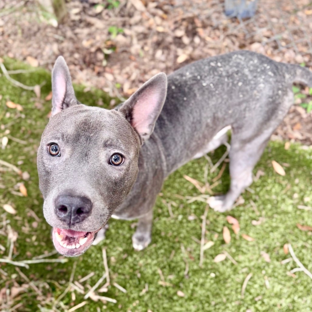 Photo of Thor, adoptable Mixed Breed (Medium) in Milton, Florida