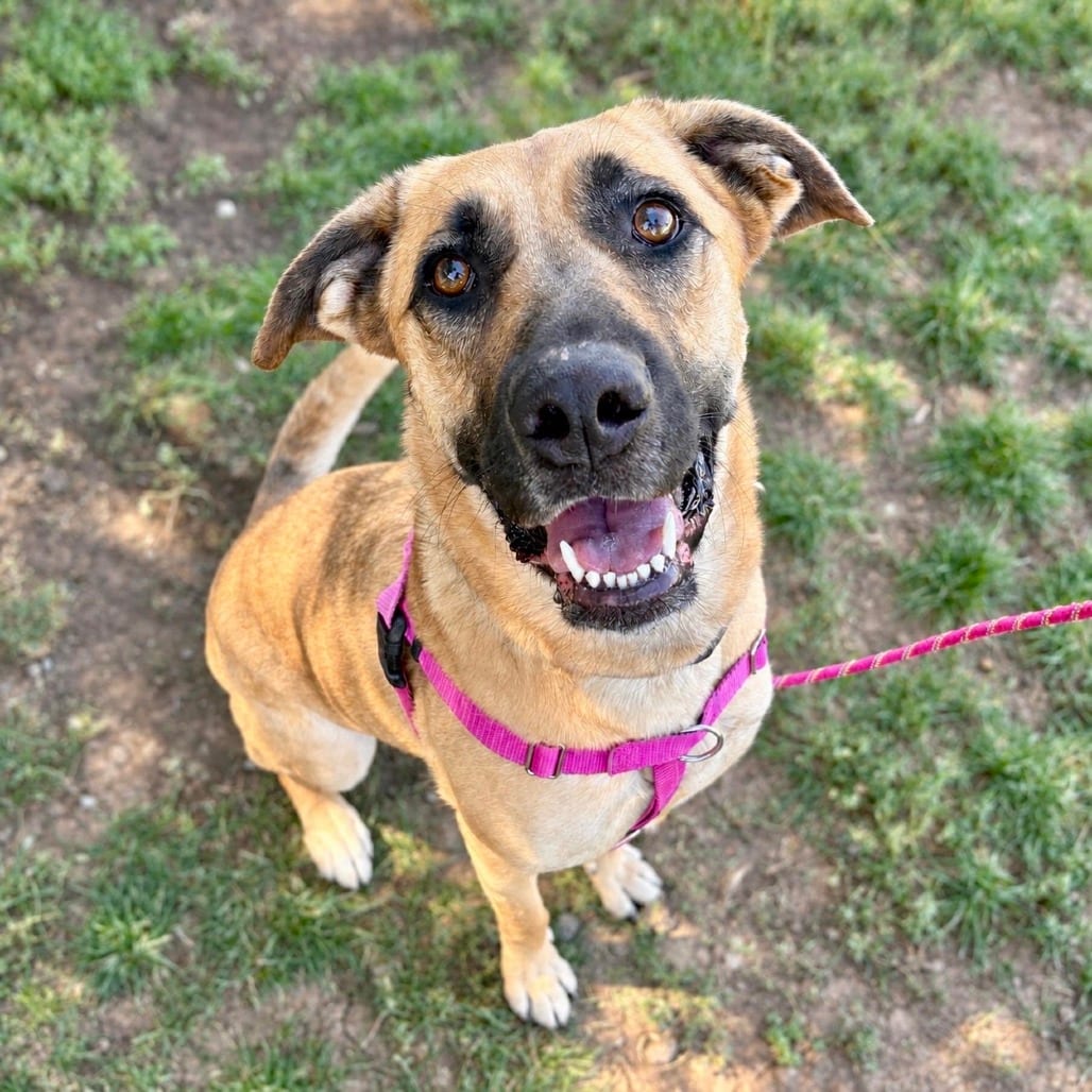 Photo of Cinderella, adoptable Shepherd, German / Mixed Breed (Large) in Glenwood Springs, Colorado