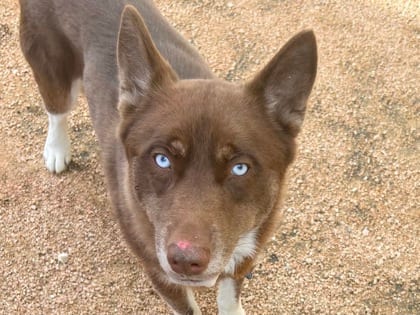 Photo of Bixby, adoptable dog in Georgetown, Texas