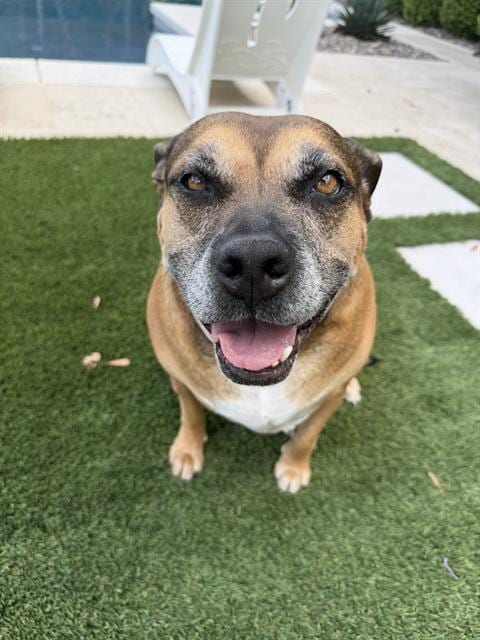 Photo of Potato, adoptable Pit Bull Terrier in Las Vegas, Nevada