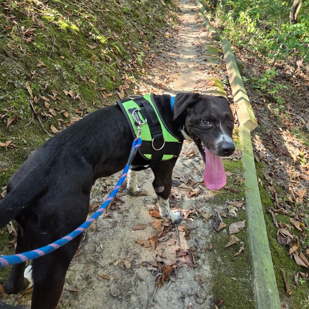 Photo of Oliver, adoptable Pointer, German Shorthaired in Sullivan, Illinois