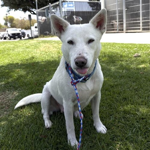 Photo of Dora, adoptable Australian Cattle Dog/Blue Heeler in Camarillo, California