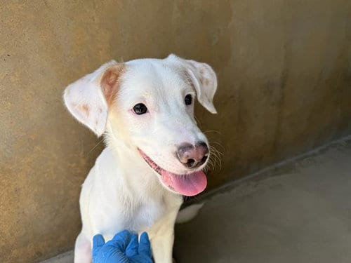 Photo of A275549, adoptable Pointer in Chula Vista, California
