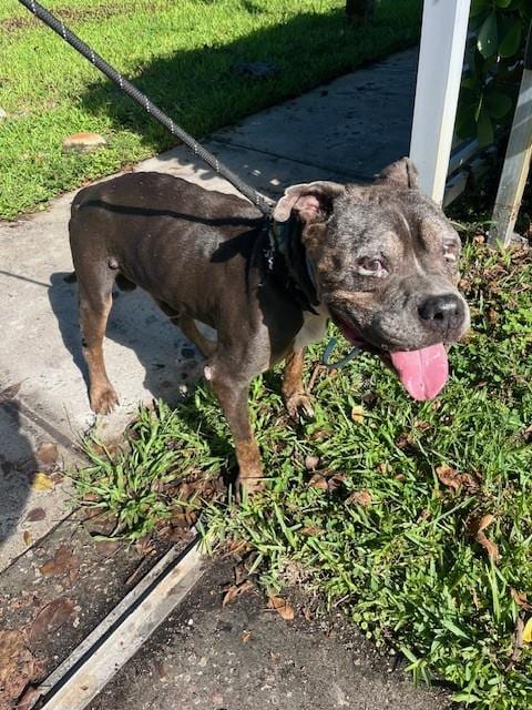 Photo of Bobby, adoptable American Bulldog in Miami, Florida