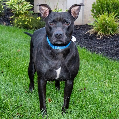 Photo of Ikea, adoptable Pit Bull Terrier in Maryland, Missouri