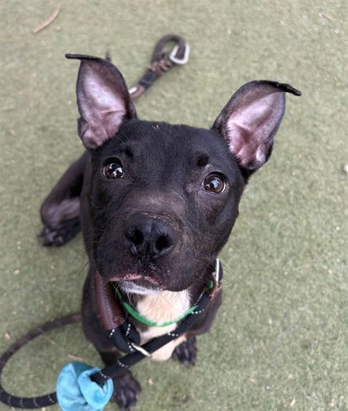Photo of Lizard, adoptable American Pit Bull Terrier in Phoenix, Arizona